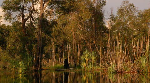 Peat swamp forest in Kalimantan, Indonesia (Photo: H. Joosten)